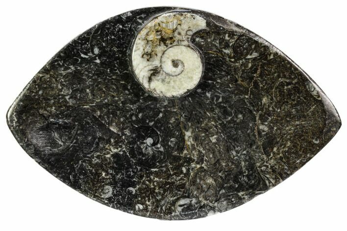 Wide, Fossil Goniatite Dish - Morocco #106694